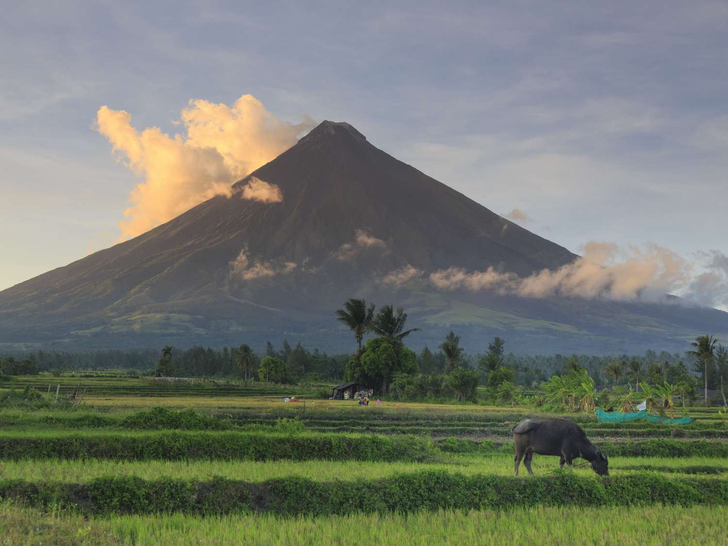 a water buffalo (carabao) in front of a volcano in the Philippines