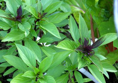 A Thai basil plant.