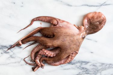 A raw octopus lying on a marble countertop