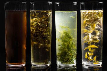 Four tea varieties cold-brewing.