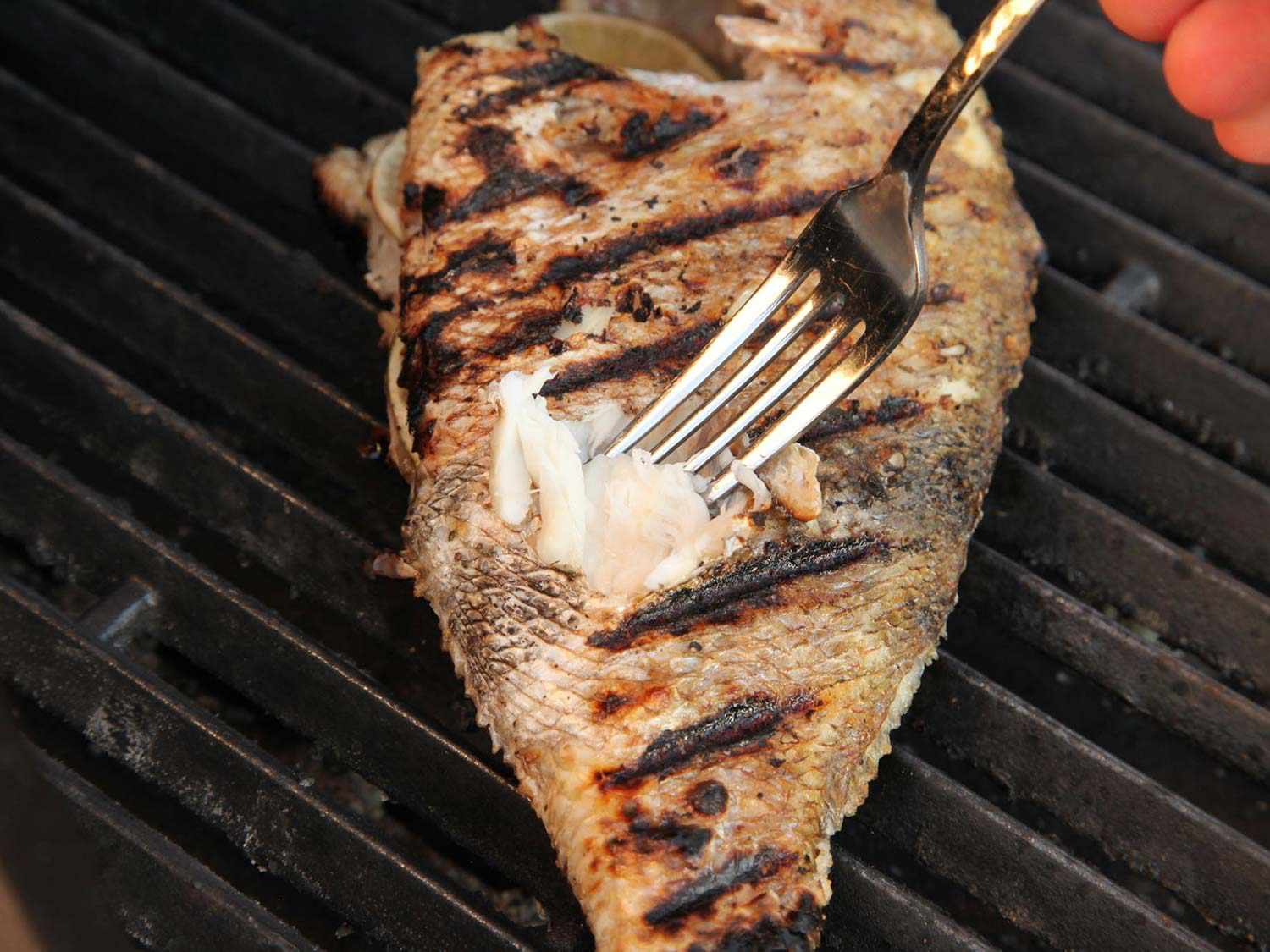 用叉子尖检查烤鱼是否熟透。在这张照片里，肉很容易剥落。