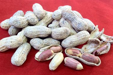 20120319 _saltedinshellpeanuts_primary.jpg