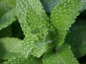 20110527-153877-mint-leaf.jpg