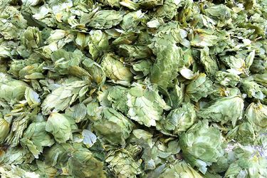 20110618 - 157268 -干- hops.jpg