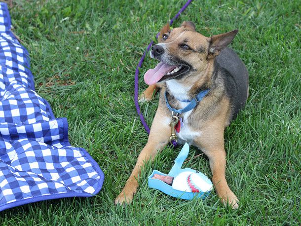 一只狗狗在草地上玩耍，旁边是一张蓝白格子野餐毯。